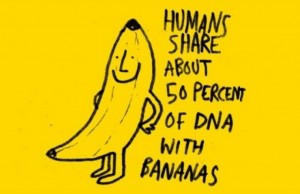 The first axiom of human bananology